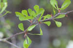 Sandhill hawthorn